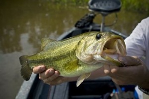 largemouth4.jpg