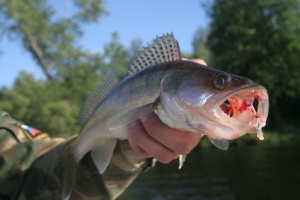 Walleye Hold