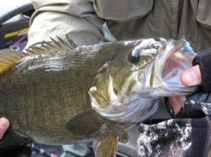 Smallmouth Tennessee