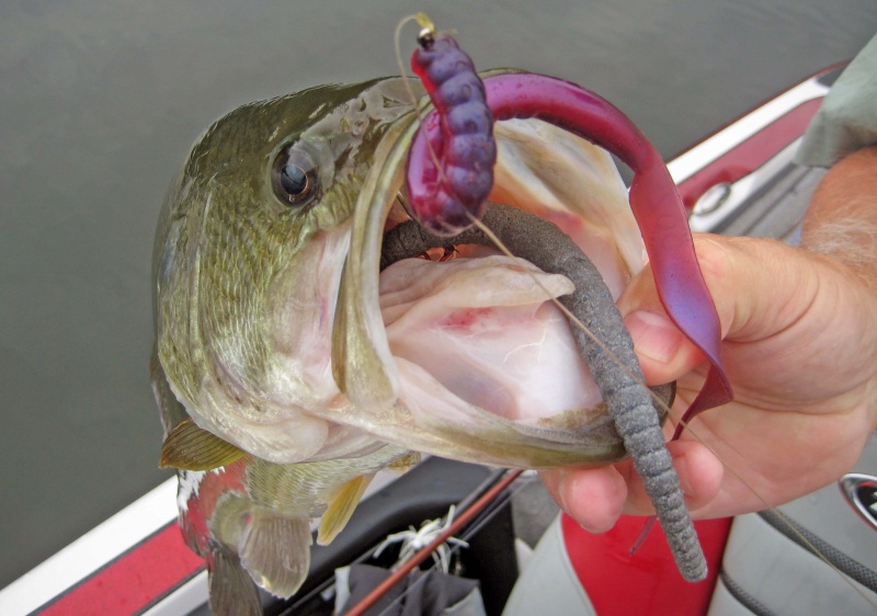 Sizing Your Baits