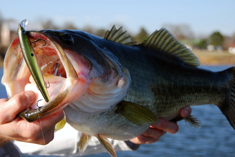 Keys to Jerk Bait Fishing