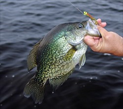 Spring Crappie Fishing is Around the Corner